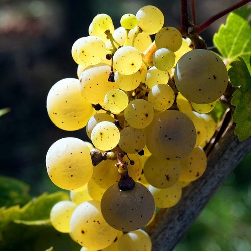Weinrebe felicia eine - felicia,
