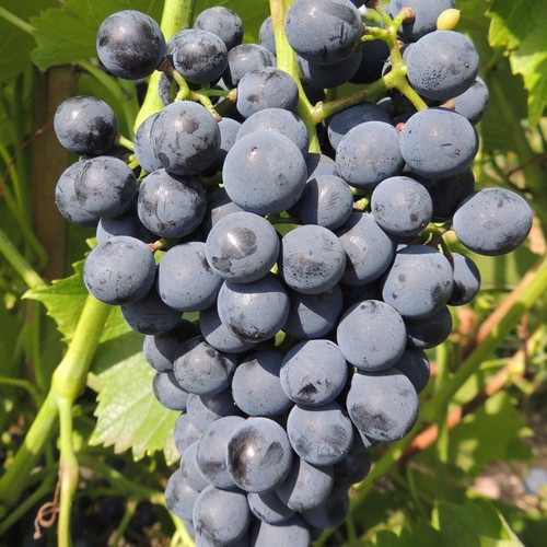 Weinrebe cabernet cantor - weinrebe,