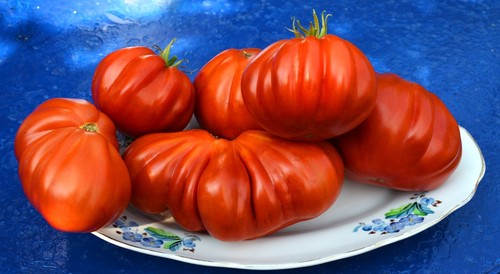 Tomate albenga - tomate, "albenga"